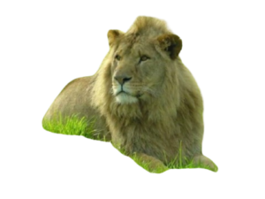 사진 배경 제거 전후 비교-2